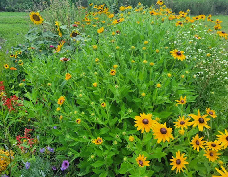 Native pollinator garden in bloom - GreenThumbLums